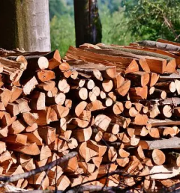Ugodna secnja lesa ljubljana in okolica